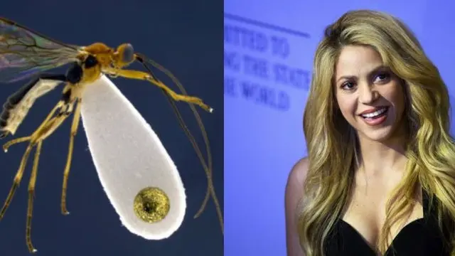 Nama Latin Makhluk Hidup Ini Mirip Artis Hollywood (sumber: artsy)