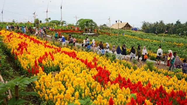 Wisata Cluring Banyuwangi Tempat Wisata Indonesia