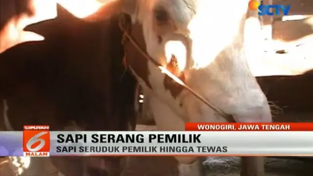 Menurut warga yang biasa memelihara sapi metal, sapi jenis ini tidak bisa diperlakukan kasar. 