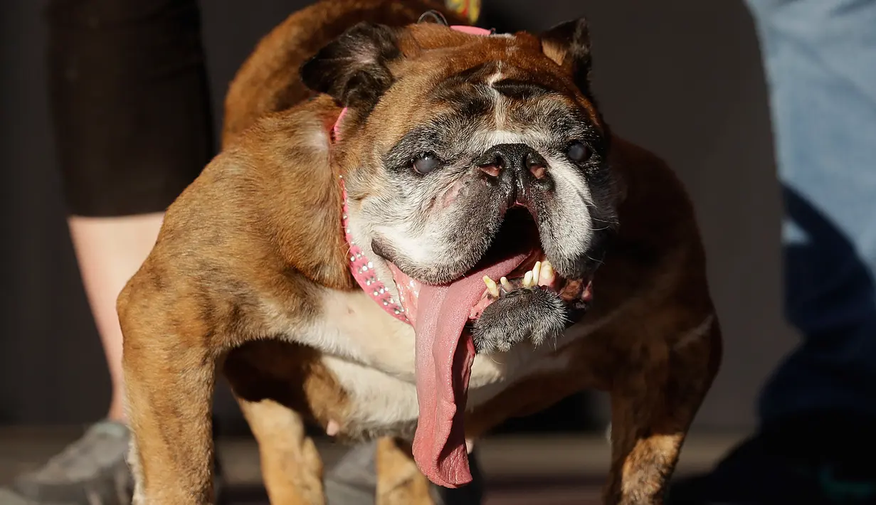 Anjing jenis Bulldog yang bernama Zsa Zsa berdiri di atas panggung setelah diumumkan menjadi pemenang dalam Kontes Anjing Terjelek Sedunia di Sonoma-Marin Fair di Petaluma, California (23/6). (AP/Jeff Chiu)