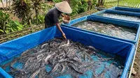 Ternak Lele dan Nila di Kolam Terpal, Mana yang Paling Tahan Penyakit?