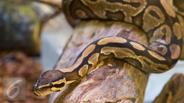 Ular Piton