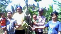 Banyak warga mengabadikan dengan kamera ponsel pohon pisang bertandan tiga yang diyakini warga setempat memiliki khasiat. (Liputan6.com/Achmad Sudarno)