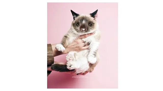 kucing editan