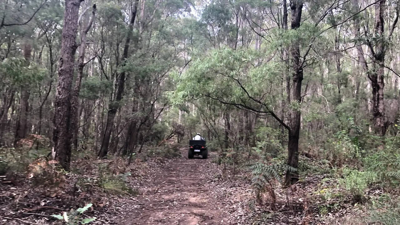 Hutan Boranup Australia