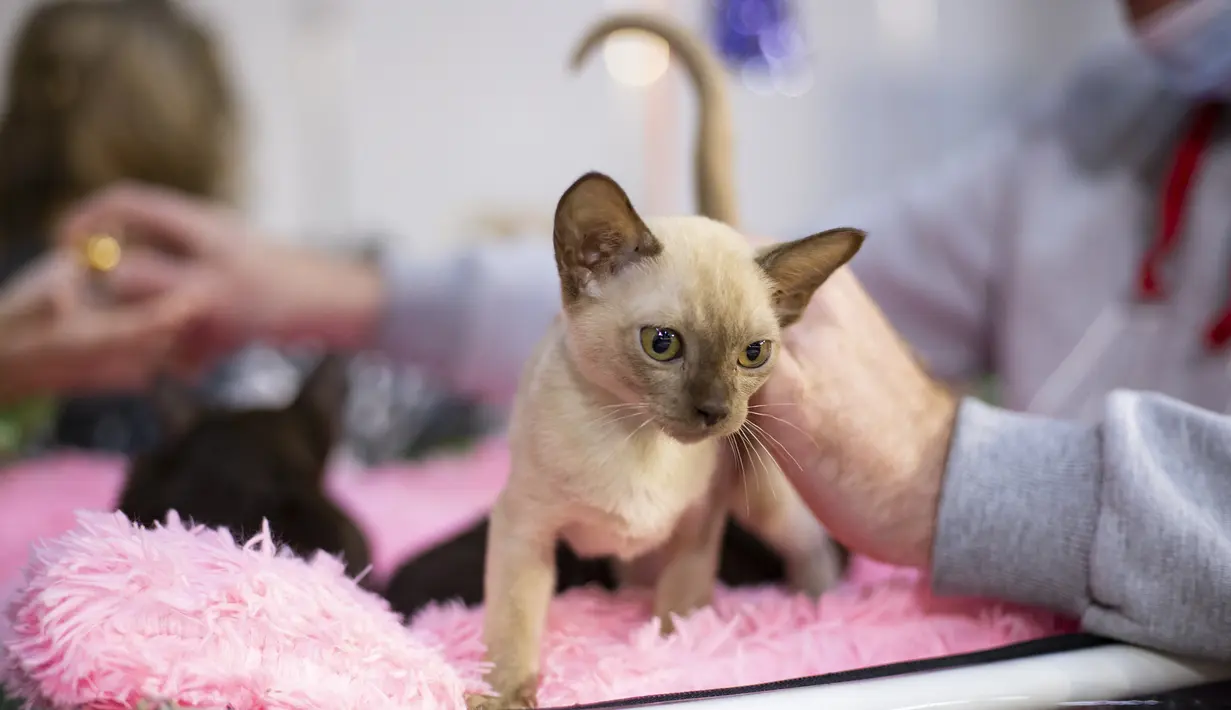 Seekor kucing terlihat di pameran kucing "Cat Salon-September 2020" yang digelar di Taman Sokolniki di Moskow, Rusia (19/9/2020). (Xinhua/Alexander Zemlianichenko Jr)