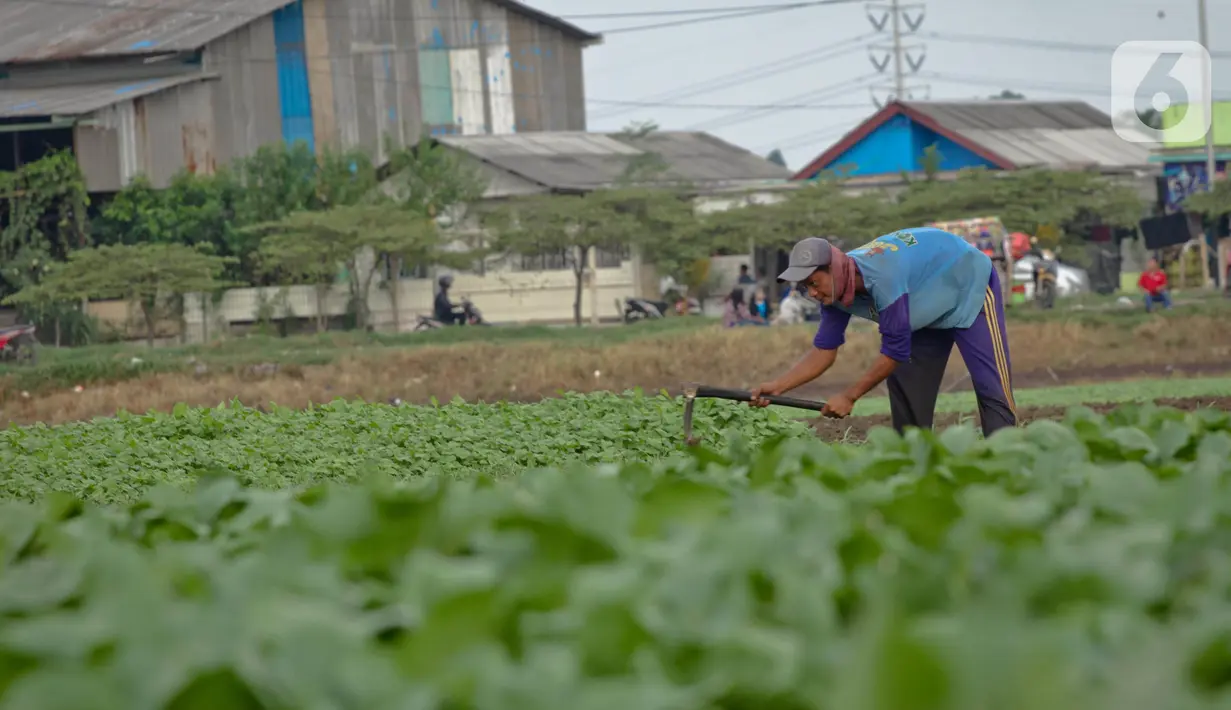Aktivitas petani sayuran di Jalan Irigasi, Neglasari, Kota Tangerang, Senin (11/7/2022). Para petani sayuran di tempat tersebut menanam sayuran bayam dan caisim yang nantinya akan dijual di Pasar tradisional di Kota Tangerang. (Liputan6 com/Angga Yuniar)