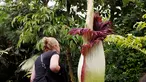 Pengunjung wanita mengamati bunga bangkai Titan Arum asal Sumatera, yang dipamerkan di taman botani di Kota Brussels, Belgia, Kamis (28/7). Bunga bernama latin 'Amorphophallus titanum' itu menyedot perhatian wisatawan di sana. (REUTERS/Francois Lenoir)