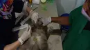 Dokter hewan memberikan suntikan obat kepada kucing sebagai bagian dari layanan kesehatan hewan peliharaan di tengah pandemi COVID-19 di klinik hewan di Desa Jombang, Tangerang Selatan, Banten, Rabu (5/8/2020). (Xinhua/Agung Kuncahya B.)
