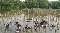1.600 Mangrove di Pesisir Jawa Barat dan Jakarta Jadi Benteng Hadapi Krisis Iklim