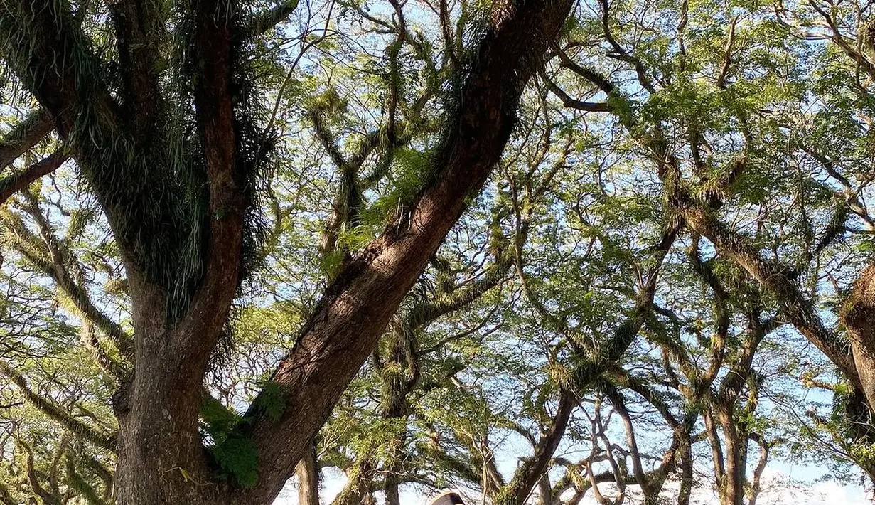 Publik langsung merespon dengan berbagai pujian. Ada yang bilang ia mirip turis dari Korea yang liburan ke Indonesia. [Instagram.com/ayutingting92]