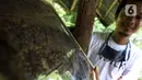 Anggota Kelompok Tani Hutan Hijau Lestari membudidayakan lebah madu jenis Trigona di kawasan Hutan Kota Srengseng, Kembangan, Jakarta Barat, Sabtu (5/6/2021). Lebah-lebah ini didatangkan dari Banten, Ponorogo, Lampung serta Bengkulu. (Liputan6.com/Johan Tallo)