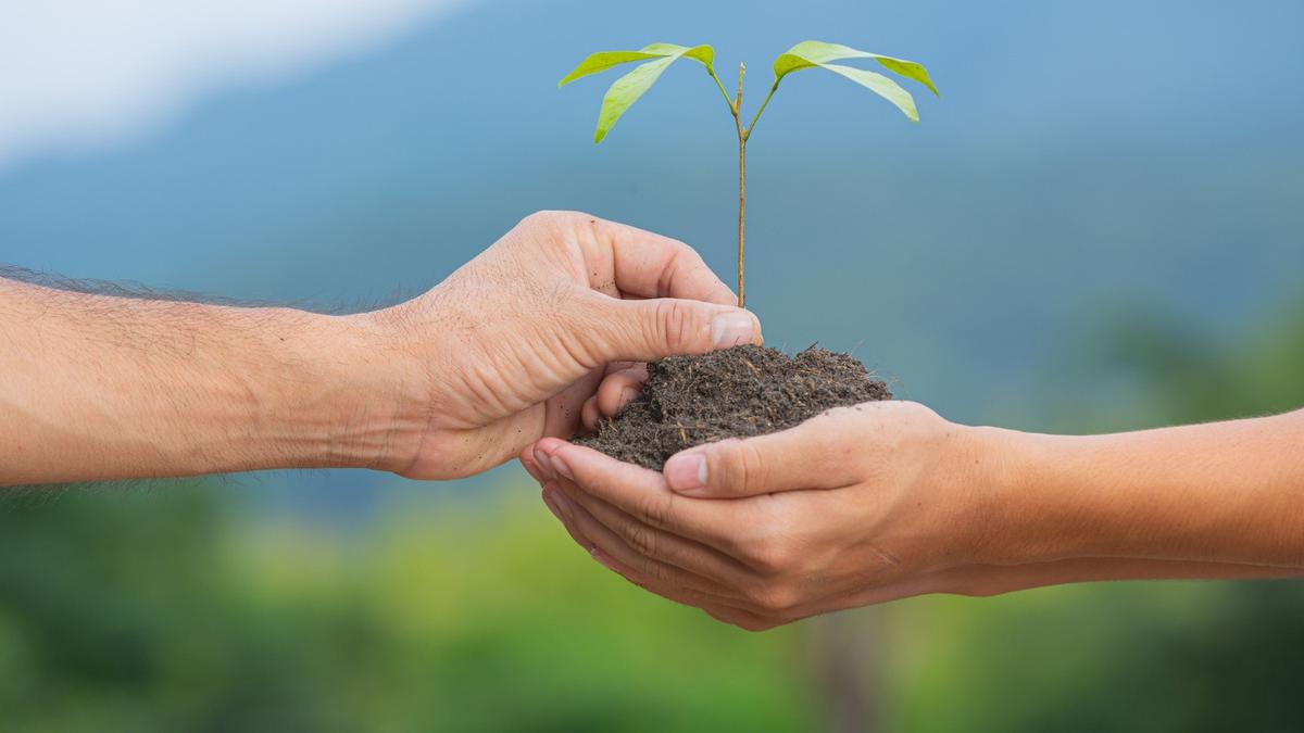 35 Kata-Kata Ajakan untuk Menanam Pohon demi Masa Depan