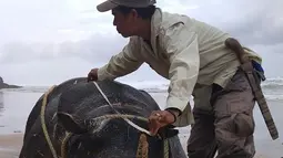 Foto yang dirilis 26 April 2018 menunjukkan petugas memeriksa badak jawa jantan yang ditemukan mati di Pantai Karang Panjang, Taman Nasional Ujung Kulon. Data saat ini populasi badak jawa tinggal 68 ekor terdiri dari 31 betina dan 37 jantan. (AFP Photo)