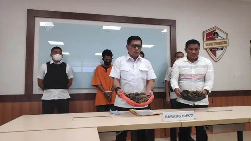 Konferensi pers pengungkapan penjual sisik trenggiling oleh Reskrimsus Polda Riau.