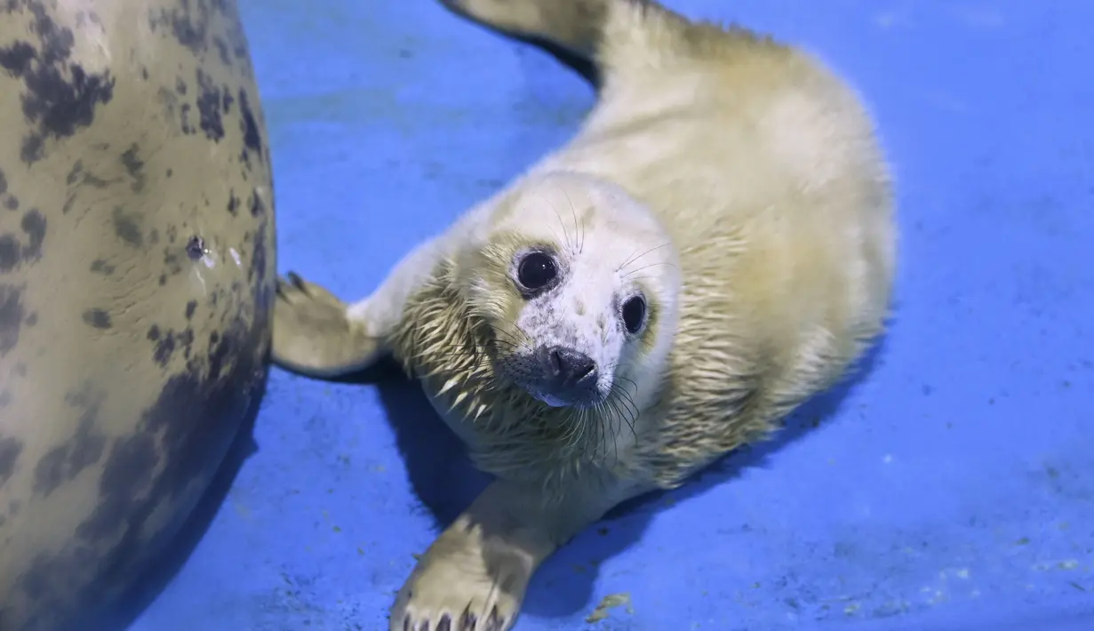 Anjing laut umumnya bertubuh licin dan cukup besar. Tubuhnya beradaptasi dengan baik untuk habitat akuatiknya, di mana mereka menghabiskan sebagian besar masa hidupnya. (AFP/Kazuhiro Nogi)