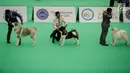 Peserta bersama anjing jenis Siberian Husky mengikuti kontes anjing "CAC International Dog Show 2018" di Ecovention, Ancol, Jakarta, Minggu (4/2). Kontes anjing ini diselenggarakan oleh Perkumpulan Kinologi Indonesia (Perkin). (Liputan6.com/Faizal Fanani)