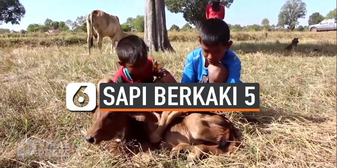VIDEO: Anak Sapi Berkaki 5 Diklaim Pembawa Keberuntungan