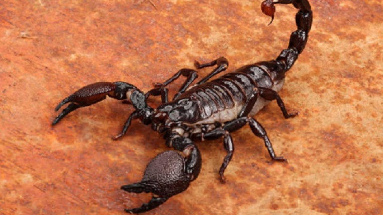 Ilustrasi kalajengking (iStock)