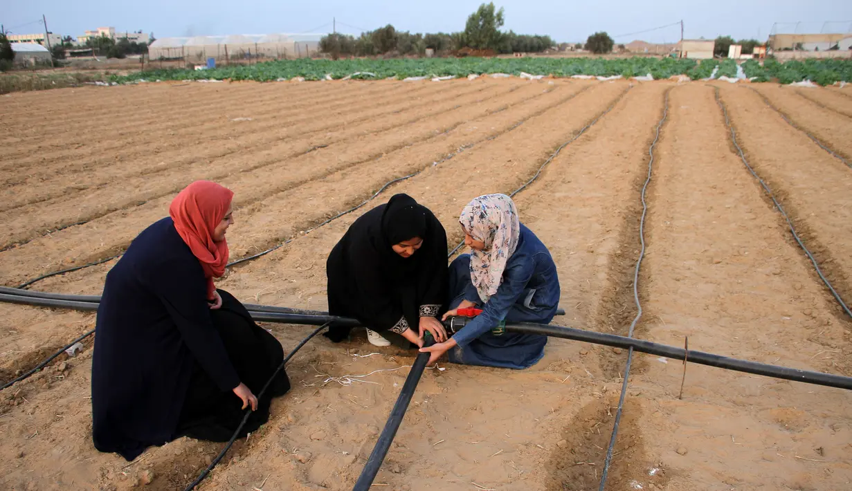 Sejumlah wanita Palestina bekerja di sebuah pertanian dekat perbatasan antara Jalur Gaza dan Israel, sebelah timur Kota Khan Younis, Jalur Gaza selatan, 28 Oktober 2020. Israel memberlakukan zona penyangga keamanan selebar 300 meter di sepanjang perbatasan timur Jalur Gaza. (Xinhua/Rizek Abdeljawad)