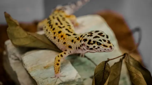 Geckos