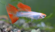 Guppy atau Zebra Danio, Mana yang Cocok untuk Kolam Mini