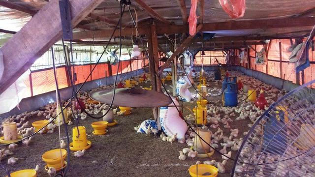 Pakan Pengganti Antibiotik untuk Ayam Mudah Berjamur 