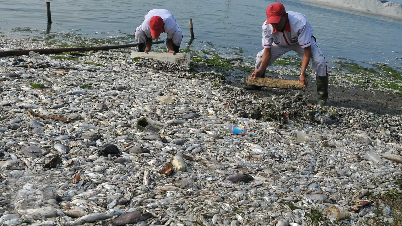 20151130-Ikan Mati di Ancol-Jakarta-Gempur M Surya
