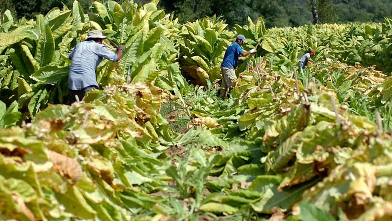 petani-tembakau-140210a.jpg