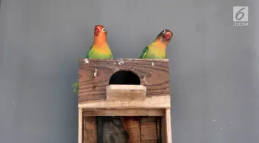 Sepasang burung lovebird di sebuah peternakan kawasan Duren Sawit, Jakarta, Minggu (23/9). Burung yang berasal dari Afrika ini merupakan salah satu hewan primadona bagi para pecinta burung kicau. (Merdeka.com/Iqbal Nugroho)