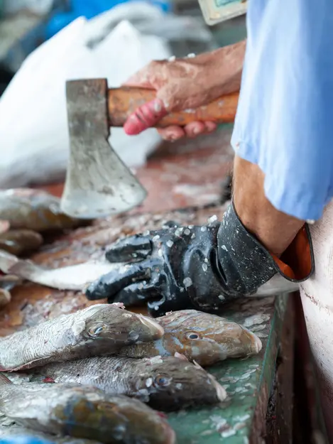 610 Ikan Gabus Air Laut HD Terbaru