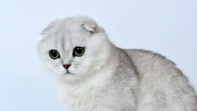 Scottish Fold