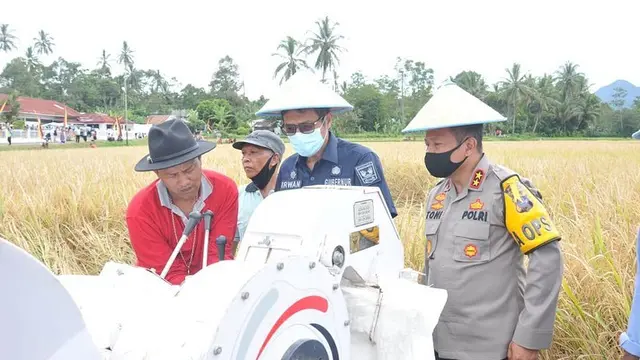 Panen di Sungayang, Gubernur Sumbar: Pertanian Jadi Prioritas Pembangunan