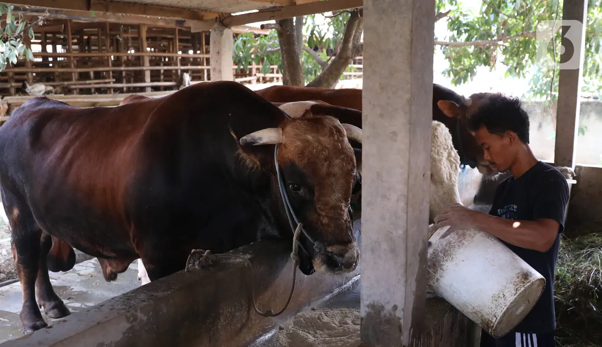 Peternak sapi melakukan perawatan sapi yang sudah dibeli Presiden Joko Widodo untuk kurban  Idul Adha di Ciledug, Tangerang, Banten, Selasa (28/7/2020). (Liputan6.com/Angga Yuniar)