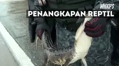 Bayi buaya ini diduga terbawa banjir dari habitat aslinya di Danau Carpintero.