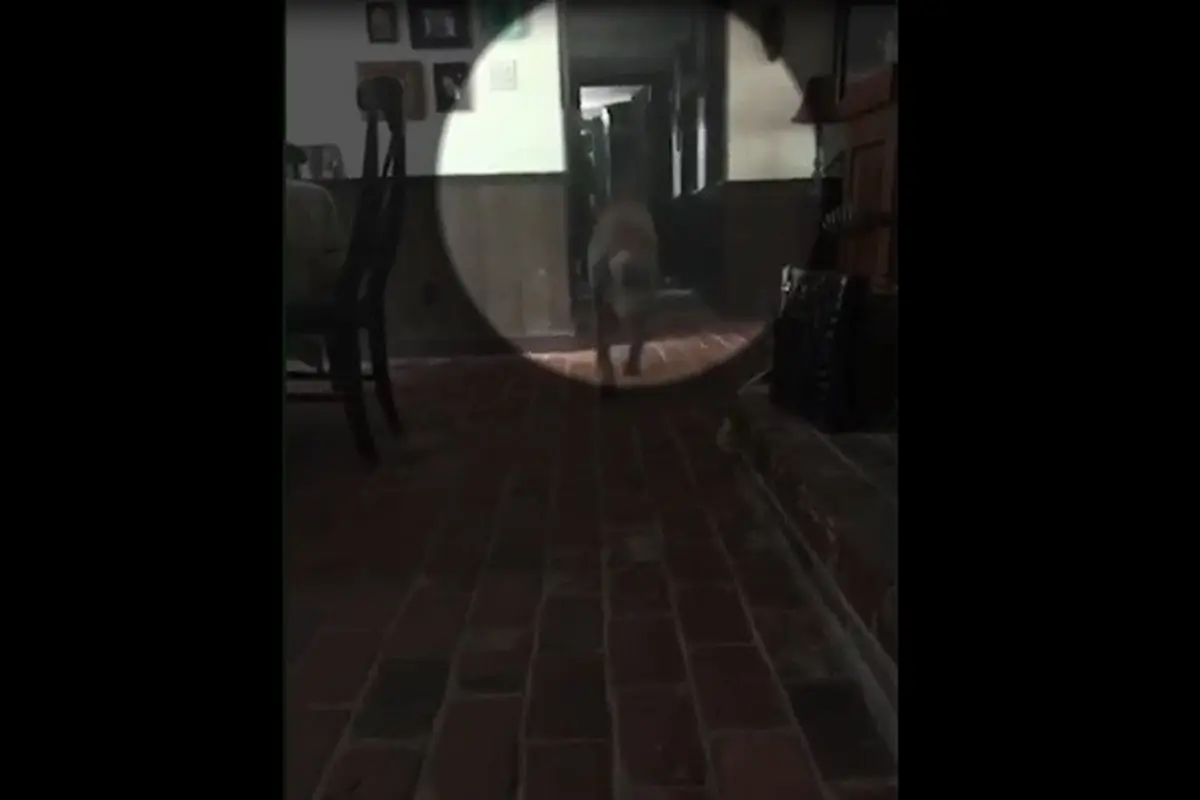 Penampakan sesosok menyerupai manusia yang disinyalir menjadi hal yang ditakuti dua ekor anjing (Capture/Paranormal Globe)