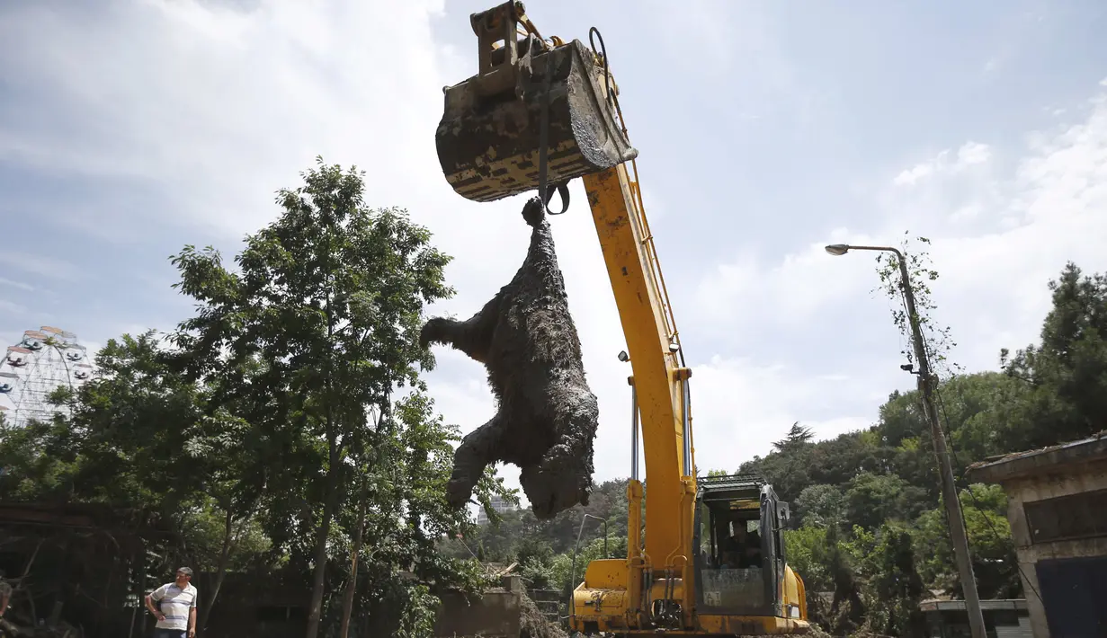 Sebuah alat berat mengangkat seekor beruang yang mati di kebun binatang di Tbilisi, Georgia, (17/6/2015). 30 hewan dikebun binatang ini melarikan diri dan berkeliaran di jalan ibukota Tbilisi. (REUTERS/David Mdzinarishvili)