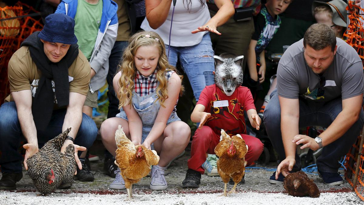 Uniknya Melihat Ayam Betina Adu Cepat di Inggris
