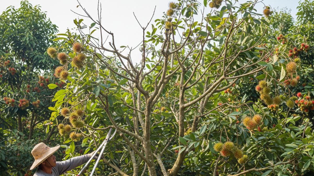 7 Jenis Tanaman Buah yang Cocok di Tanah Asam