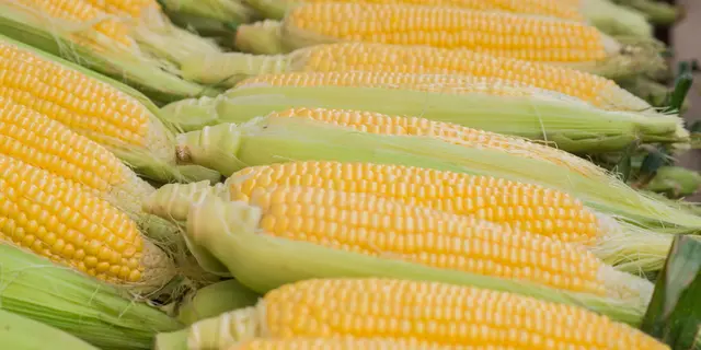 Jurus Sumatera Barat jadi Sentra Produksi Jagung Nasional