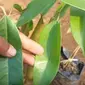 Daun durian memiliki banyak manfaat untuk kesehatan tubuh (Dok.YouTube)