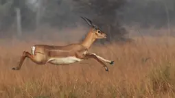 Dalam foto yang diambil pada 14 Desember 2018, seekor blackbucks atau antelop India berlarian di sebuah ladang, negara bagian Odisha. Mamalia yang tersebar di Afrika, Asia, dan Timur Tengah  ini termasuk hewan yang terancam punah. (Dibyangshu SARKAR/AFP)