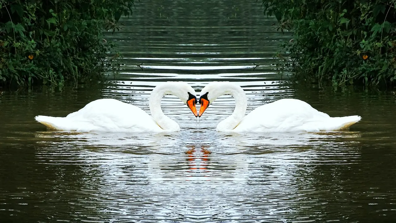 Swans