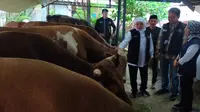 Gubernur Jawa Timur, Khofifah Indar Parawansa mengecek ketersediaan sapi jelang Idul Adha 2023 di Rumah Potong Hewan (RPH) Kota Malang pada Minggu, 25 Juni 2023 (Liputan6.com/Zainul Arifin)&nbsp;