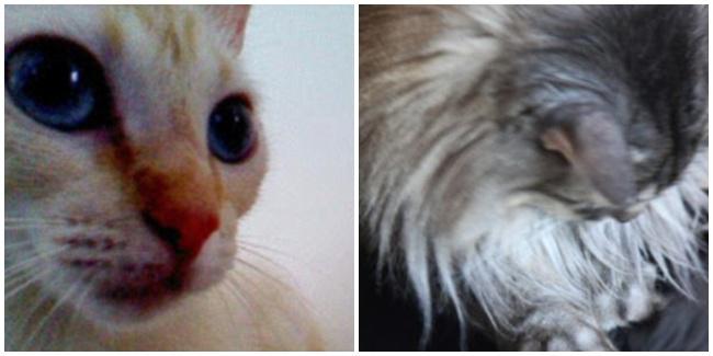 Kiri : Hasil foto narsis kucing , Kanan : Kucing sedang bermain dengan Snapcat (c) Snapcat