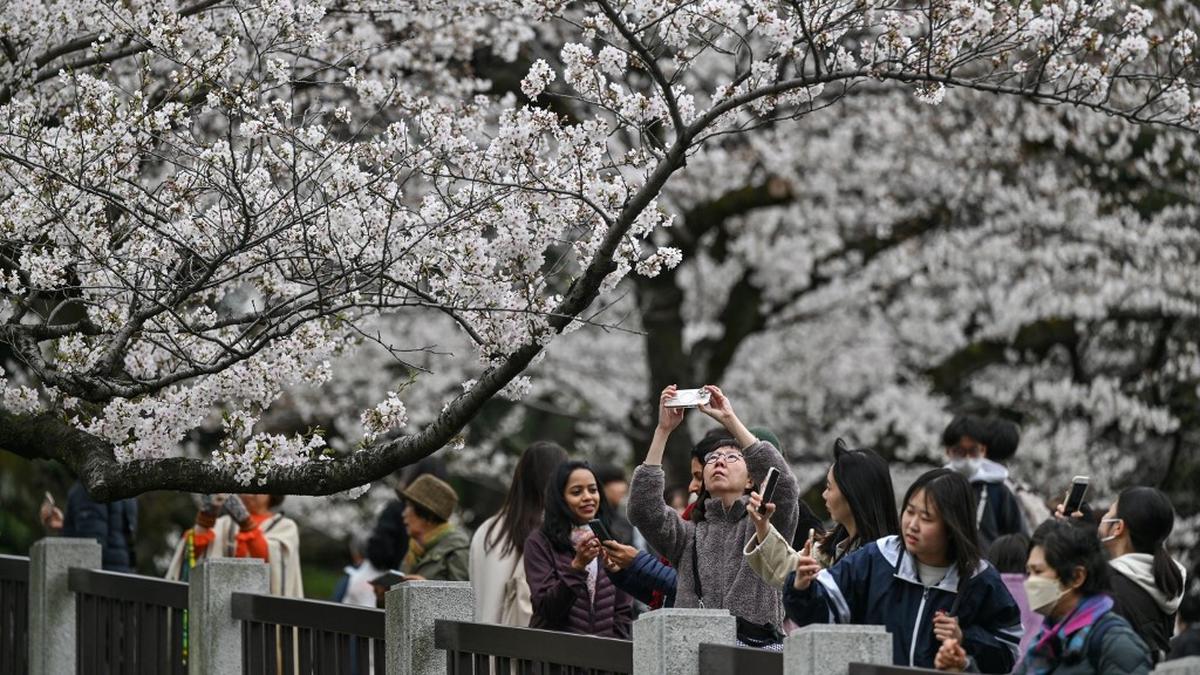 Kunjungan Turis Indonesia ke Jepang Naik 26 Persen pada 2025, Libur Lebaran dan Sakura Jadi Pendorong