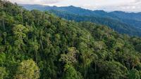 Punya Hutan Tropis Terbesar, Indonesia Berperan Penting Lawan Pendanaan Pemicu Deforestasi