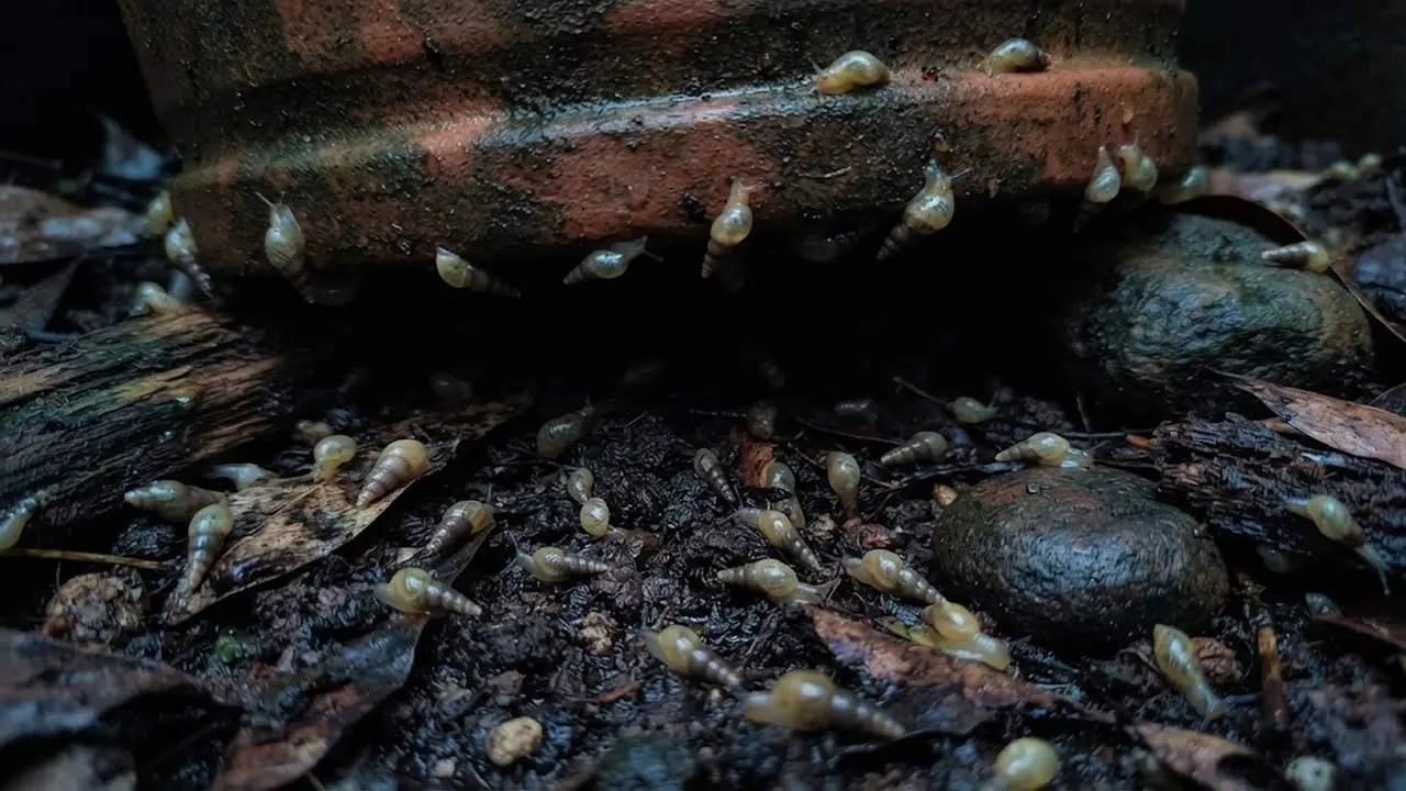 Cara Menghilangkan Siput dan Bekicot di Pot Tanaman Teras saat Musim Hujan