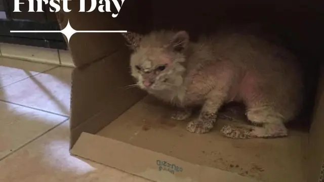 7 Potret Transformasi Kucing Buruk Rupa Berubah Jadi Cantik Ini Bikin Takjub