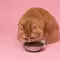 Plus Minus Dry Food untuk Kucing Menurut Dokter Hewan